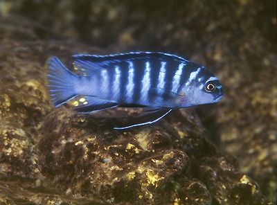 Tropheops sp. 'elongatus metangula' Minos Reef